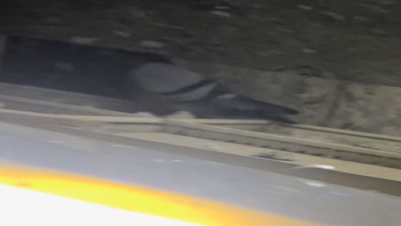 Kanat çırpma sesiyle fark edilen güvercin kurtarıldı
