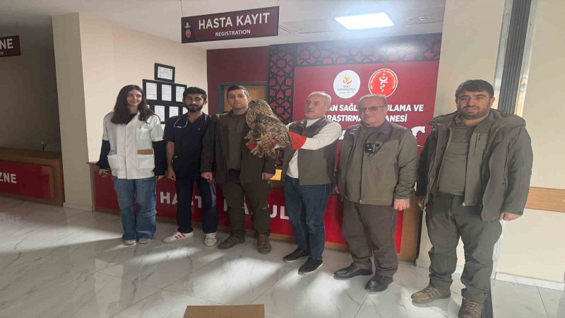Yaralı baykuş tedavi altına alındı
