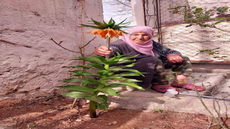 Diyarbakır’da 90 yaşındaki kadın, hayatını kaydeden eşinin verdiği ‘ters lalelere’ gözü gibi bakıyor